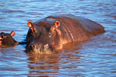 hippo day  february days   year