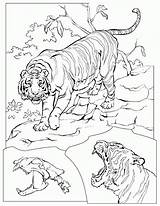 Coloring Pages Tiger Tigers Animated Rainforests Coloringpages1001 Animal Adult Geographic National Gifs sketch template