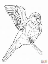 Parrot Coloring Pages Quaker Drawing Flying Printable Parrots sketch template