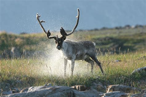 nations  inuit join forces  caribou conservation eye   arctic