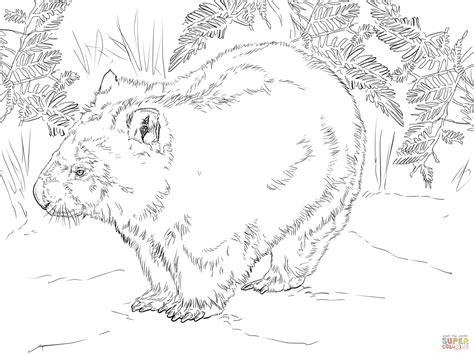 wombat  australia coloring page  printable coloring pages