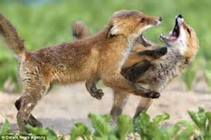 Fox Cubs Squabble Over A Stash Of Hidden Food Daily Mail