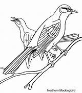 Bird Coloring Printable Stencil Library Clipart Oriole sketch template