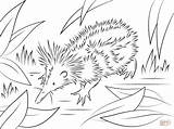 Coloring Tenrec Fossa Madagascar Animals Pages Lemur Drawing Printable Designlooter Ruffed Red Hedgehog Coloringbay 95kb 1199 Categories sketch template