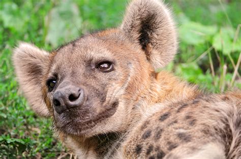 28 Interesting And Fun Facts About Hyenas Tons Of Facts