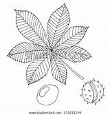 Chestnut Buckeye Aesculus sketch template
