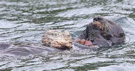 the quest for an archaeology of sea otter tool use hakai magazine