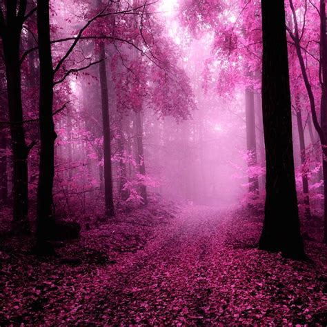 pink forest  wallpaper apk  android