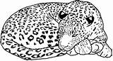Leopards Coloringhome Sleeping sketch template