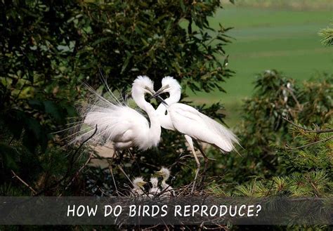 How Do Birds Reproduce The Short Guide To Bird S Sex