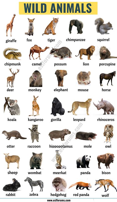 list  animals  big lesson  animals names   pictures