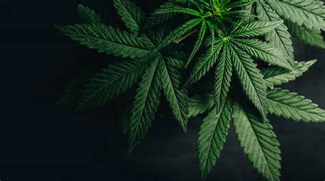 cannabis health effects  regulatory issues sciline