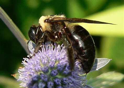 big bee  idea  kind  bee        flickr