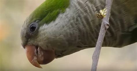 greece  launch counting  foreign parrots   city parks