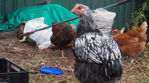 sexing silver laced wyandotte backyard chickens