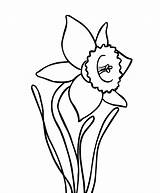 Daffodil Simple Flower Coloring Drawing Pages Daffodils Colouring Easy Colour Clipart Flowers Printable Print Two Getdrawings Online Clipartbest Choose Board sketch template