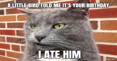Top 15 Cat Birthday Memes That Are Ridiculously Funny