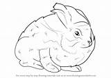 Rabbit Angora Draw Drawing Step Animals Outline Other Learn Getdrawings sketch template