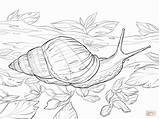 Snail Coloring Sea Pages Color Getcolorings Cute Cone sketch template