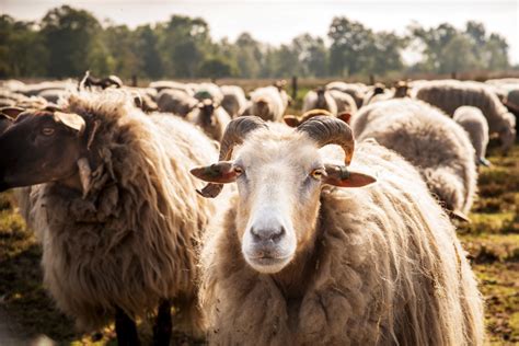 schapen als echte natuurbeheerders op de heide utrecht