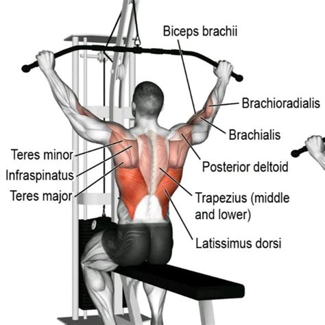 pronated pulldown muscles worked   benefits  alternatives fitness volt