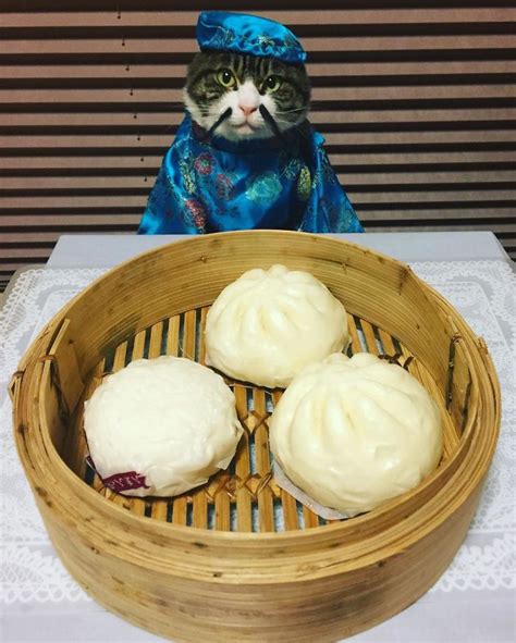 cosplaying cat chef dines with his mom every night in different outfit bored panda