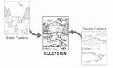 Abiotic Biotic Geography Factors Ecosystem Ecology Components Answers Mean Does Term sketch template