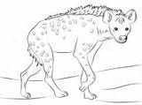 Hyena Spotted Coloring Pages Savannah Walking Hyenas sketch template