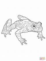Toad Coloring 1600px 58kb 1200 sketch template