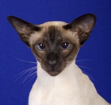 types  siamese cats traditional  modern type