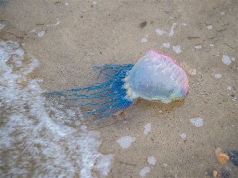 10 Facts About The Portuguese Man O War Mental Floss