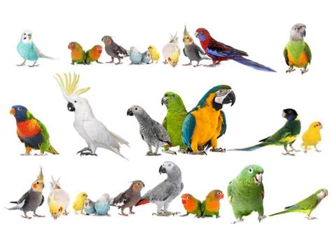 parrot species parrot species parrot breeds