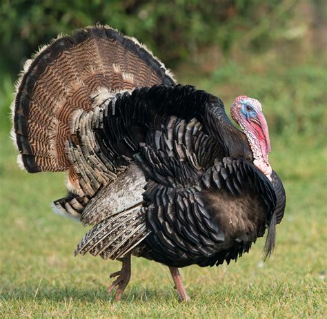 angry birds       turkeys  thanksgiving