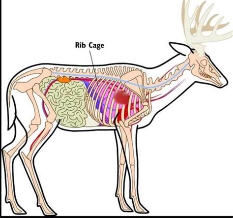 deer anatomy recovery reminder picsdiagrams iowawhitetail forums