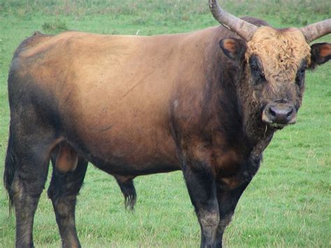 heckrund aurochs wikipedia animaux animales animaux eteints