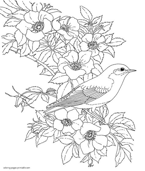 coloring pages  birds  flowers