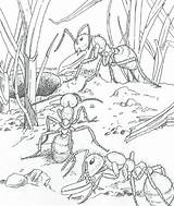 Kleurplaat Mieren Kleurplaten Natuur Mier Fourmi Cigale Volwassenen Dessin Coloriage Ant Ausmalbilder Ants Ums Natur Haus Kleuterdigitaal Colony Insecten Grond sketch template