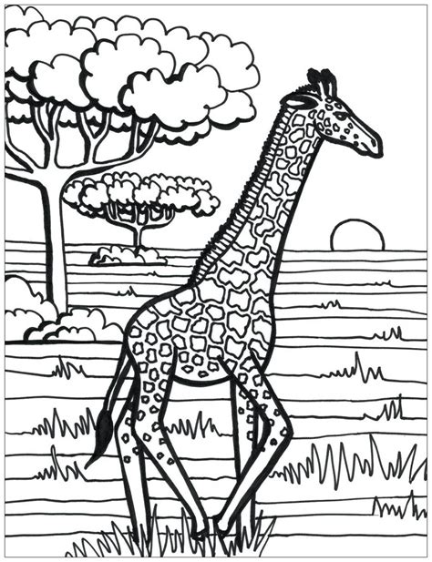 running giraffe giraffes kids coloring pages