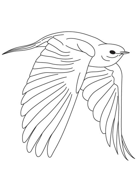 eastern bluebird drawing  getdrawings