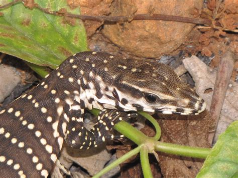 filethe monitor lizard juvenile varanus bengalensisjpg wikimedia