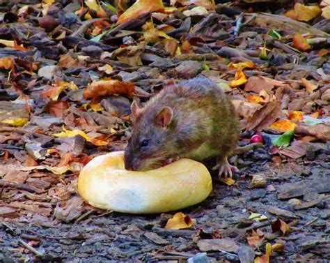 ev grieve      rat eating  bagel  tompkins square park