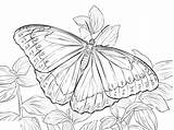 Morpho 101coloring Colouring Printable sketch template