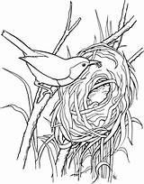 Nest Bird Wren Coloring Build Pages Drawing Birds Printable Breasted Rufous Supercoloring Clipart Color Making Nests Sheets 1862 Designlooter Colouring sketch template
