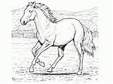Ausmalbilder Pferde Ausmalen Pferdebilder Malvorlagen Kostenlose Kinder Ausdruck Daskreativeuniversum sketch template