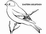 Goldfinch Coloring American Pages Eastern Drawing Birds Bird Top Realistic sketch template