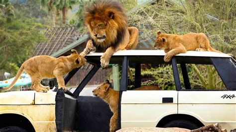 safaris  san diego zoo safari park prices duration timings