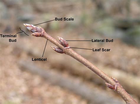 parts   twig winter tree identification twig outdoor school