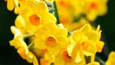 here s everything you need to know about your birth flower and what it