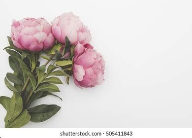 top  imagen plain flower background thpthoanghoathameduvn