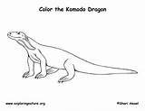 Komodo Dragon Coloring Exploringnature sketch template
